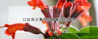 口红吊兰喜阴还是喜阳的植物,第1图