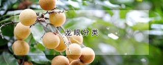 龙眼分类,第1图