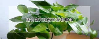 适合室内摆放的盆栽植物,第1图