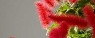 红樱吊兰的养殖方法,第1图