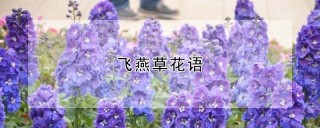 飞燕草花语,第1图