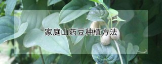 家庭山药豆种植方法,第1图