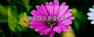 蓝目菊几月份开花,第1图