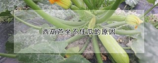 西葫芦坐不住瓜的原因,第1图