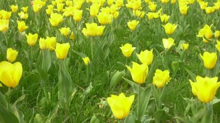 黄色郁金香的花语,第1图
