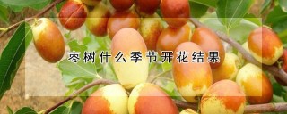 枣树什么季节开花结果,第1图