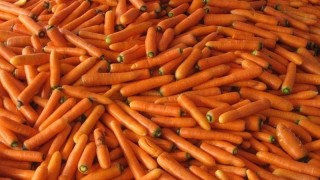 胡萝卜怎么种植方法视频教程,第1图