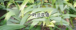 一叶兰花语,第1图