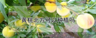 黄桃北方可以种植吗,第1图