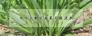 为什么割完韭菜不能浇水,第1图