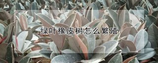 绿叶橡皮树怎么繁殖,第1图