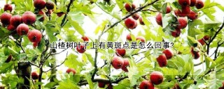 山楂树叶子上有黄斑点是怎么回事?,第1图