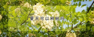 夏天可以种树吗,第1图