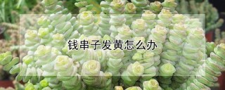 钱串子发黄怎么办,第1图