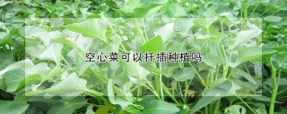 空心菜可以扦插种植吗,第1图