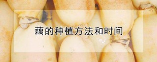 藕的种植方法和时间,第1图