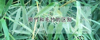 刚竹和毛竹的区别,第1图