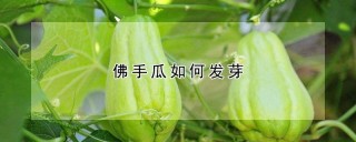 佛手瓜如何发芽,第1图