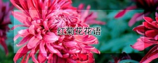 红菊花花语,第1图