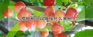 樱桃树可以嫁接什么果树,第1图