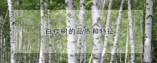 白桦树的品质和特征,第1图