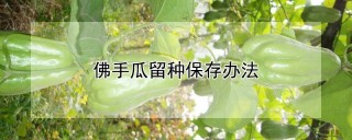 佛手瓜留种保存办法,第1图