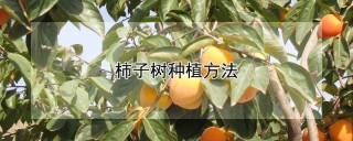 柿子树种植方法,第1图