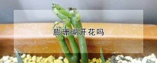 膨珊瑚开花吗,第1图