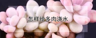 怎样给多肉浇水,第1图