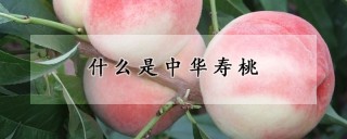 什么是中华寿桃,第1图