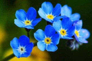 蓝色的小花是什么花,第2图