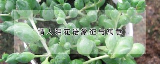 情人泪花语象征与寓意,第1图