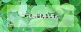 三叶草花语到底是什么,第1图