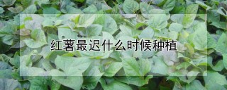 红薯最迟什么时候种植,第1图