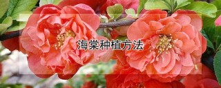 海棠种植方法,第1图