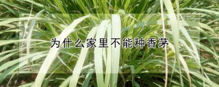 为什么家里不能种香茅,第1图