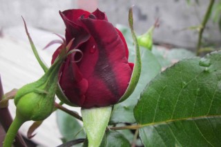 玫瑰扦插方法，选择半木质化插穗扦插繁殖,第2图
