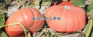 南瓜忌什么肥料,第1图