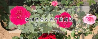 玖瑰苗怎么养才能成活,第1图