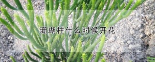 珊瑚柱什么时候开花,第1图