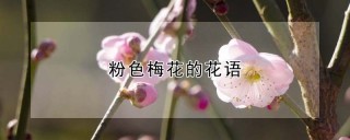 粉色梅花的花语,第1图