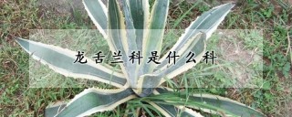 龙舌兰科是什么科,第1图