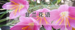 韭兰花语,第1图