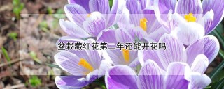 盆栽藏红花第二年还能开花吗,第1图