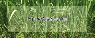 茭白种植技术与管理,第1图