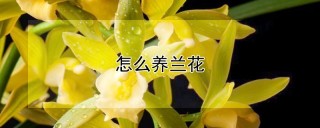 怎么养兰花,第1图