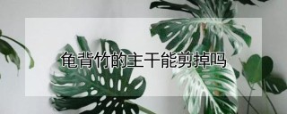 龟背竹的主干能剪掉吗,第1图