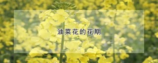 油菜花的花期,第1图