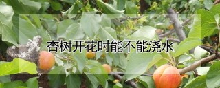 杏树开花时能不能浇水,第1图