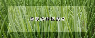 香葱的种植技术,第1图